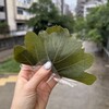 青柳