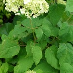 むさしの森珈琲 - 料理写真: