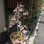 Tonkatsu Yutaka - 店先（みせさき）の櫻花（さくらばな）