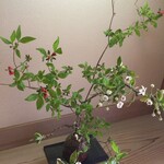 まとの - 