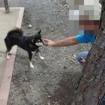 民宿すぎの子 - ハチちゃん（2012 秋）