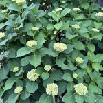 埜庵 - アジサイの季節がきましたねえ