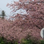 伊東遊季亭 川奈別邸 - 伊豆の春は桜が素敵です。