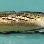 うを徳 - 船橋産小肌