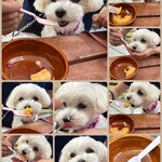 DOG CAFE ユズイロ - まるも、いざ仲良く実食！✨✨
美味しそうにバクバクいただいてくれます(੭ु´ᵒ̴̶̷̤ωᵒ̴̶̷̤`)੭ु⁾⁾
嬉しいな✩⋆*॰¨̮⋆｡˚最後は可愛らしい飾り付けの硬いお菓子以外は完食！(((o(*ﾟ▽ﾟ*)o)))✨✨