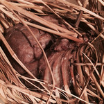 フィオッキ - 仔羊の藁包みロースト　ヴァルド派の家庭料理