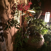 和牛懐石 但馬屋 梅田 - 