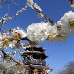 神戸クック ワールドビュッフェ - 花(梅）見beforeランチ afterモーニング