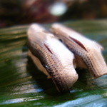 一福鮨 - コハダ