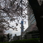 言問団子 - 桜の間からスカイツリーが見えます