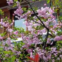梁山泊 - 前庭の桜