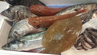 道頓堀 酒処 喜多蔵  - 産地直送天然鮮魚！
