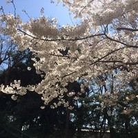 礼華 - 礼華の目の前の桜は満開です♪