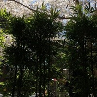 礼華 - テラス席からの桜　3/27