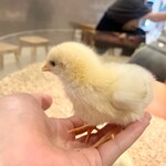 Moff animal cafe - 料理写真: