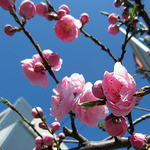 ながや - 梅が咲いております