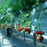 しまむら農園 - 