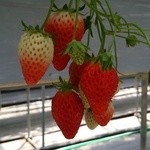 しまむら農園 - 