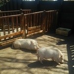 とんとん農場レストラン - 外観