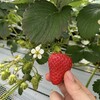 やすださんちのスィーツ園 - 