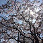 Rikugien Sakura Chaya - しだれ桜 
