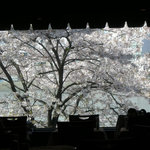 Restaurant Pino - 窓際隣接の大きな桜