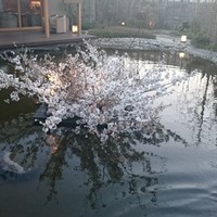 鉄板・懐石 くら馬 - 