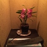 Kyoushi Asanoya - トイレの花