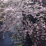 waryuudaininguannon - 目黒川の桜