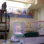 アイビー - こんなふうに店内に鳥がいます