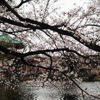 鰻割烹 伊豆栄 不忍亭 - 2015/3/29 不忍池