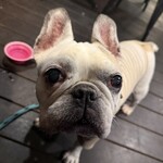エーエス クラシックス ダイナー - 