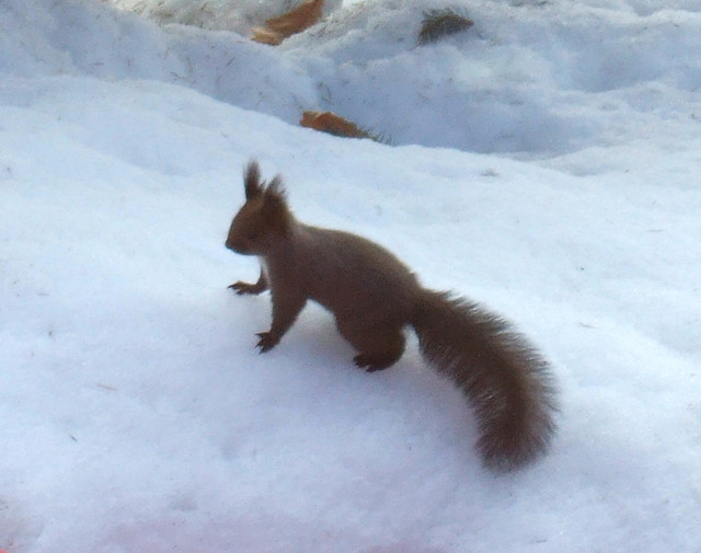 歩人（HOBBITO ホビット） - 美瑛（肉料理）の写真