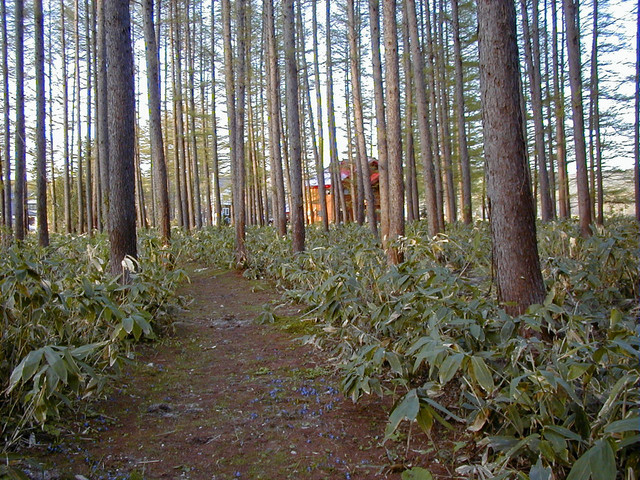歩人（HOBBITO ホビット） - 美瑛（肉料理）の写真