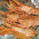 活牡丹虾 (1只)