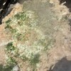 月島もんじゃ たまとや 天満