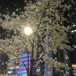 Gyo-Bar - 東京駅近くは桜満開です！（2015年3月末）