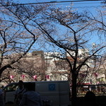 Kajitsukurabu - お店から桜が見えます。