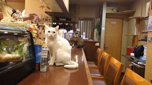 ねこのいる居酒屋 By うれあら 新高 にったか 旧店名 味郷 近鉄日本橋 居酒屋 食べログ