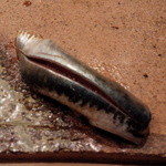 たかおか - 石川県産　鯵