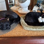 Cafe slack cats - 