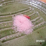 馳走　かく田 - この桜塩には驚きました