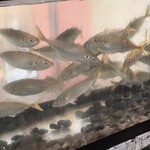 魚々十 - 魚々十 日本橋本店 鯵の活魚水槽