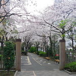 Ru Bushon - 浜町の桜