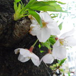 ル・ブション - 浜町の桜