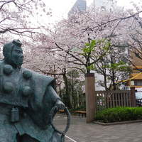 ル・ブション - 浜町の桜