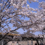 精兵衛 - おまけ 大阪城の桜