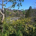 Brasserie Nakagawa - まだ咲いていませんが4月中旬頃は中庭のヤマブキが見頃