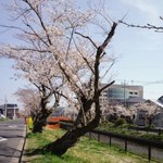 cafe Sari - 佐原の桜