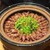 シーズン - 料理写真: